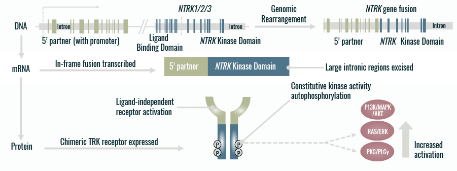 Aberrant TRK signaling graphic