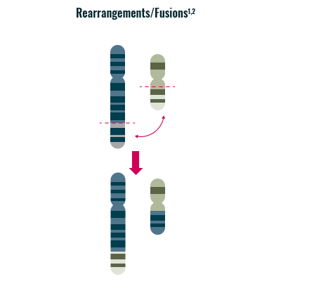 Amplifications or deletions in chromosome structure graphic1,3