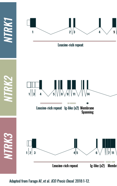 NTRK1, NTRK2, and NTRK3 gene characteristics graphic