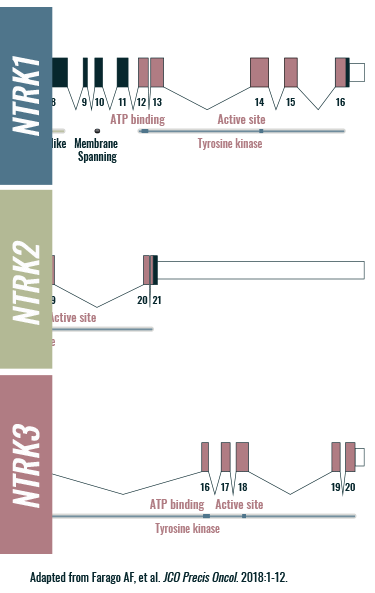 NTRK1, NTRK2, and NTRK3 gene characteristics graphic