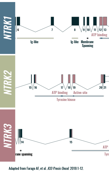 NTRK1, NTRK2, and NTRK3 gene characteristics graphic