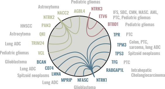 3 NTRK genes and their fusion partners graphic 3 NTRK genes and their fusion partners graphic