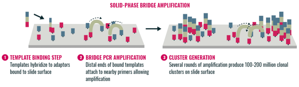 Clonal amplification approach of template binding step, bridge PCR amplification, and cluster generation graphic