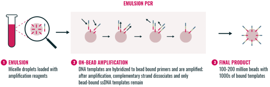 Clonal amplification approach of emulsion, on-bead amplification, and final product graphic